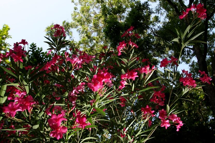 Oleander shrubs have a toxin in the sap, so be sure to wear gloves and wash your hands and...