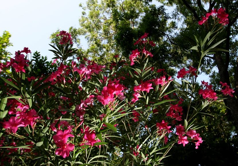 Oleander shrubs have a toxin in the sap, so be sure to wear gloves and wash your hands and...