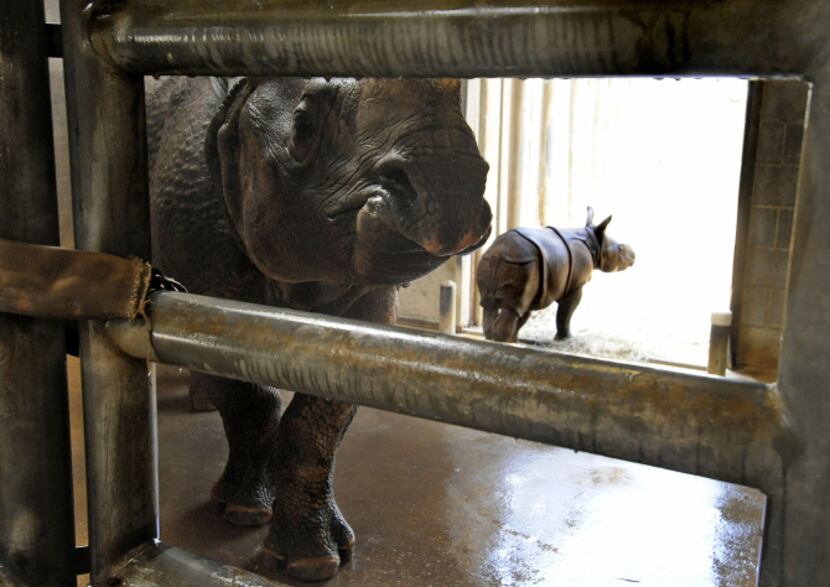 The new baby rhino Ethan, right, stands near his mother Jeta at the Montgomery Zoo in...