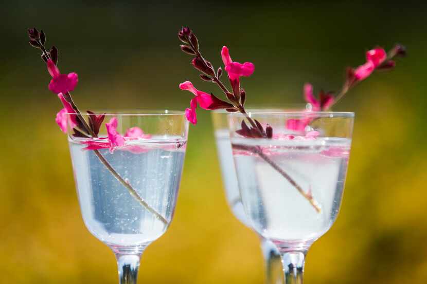 Gin and elderflower tonic drinks garnished with Autumn sage, which is edible. Photographed...