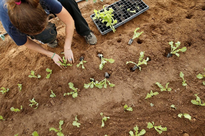 
Alex Schreiber (girl) plants curly endive at Johnson's Backyard Garden Organic CSA Farm in...