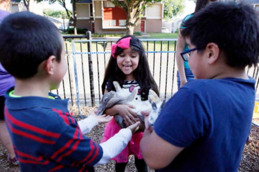 Joselyn Cantú, de 5 años, juega con un conjeito de un zoológico itinerante de animales bebés...