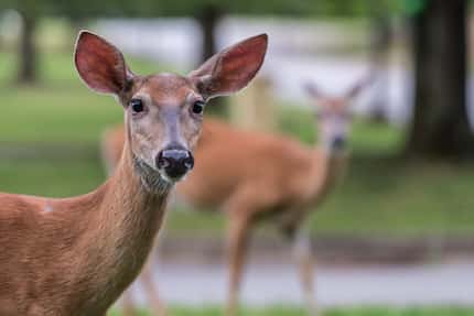White-tailed deer roam the grounds of Mammoth Cave National Park, where there's much to see...