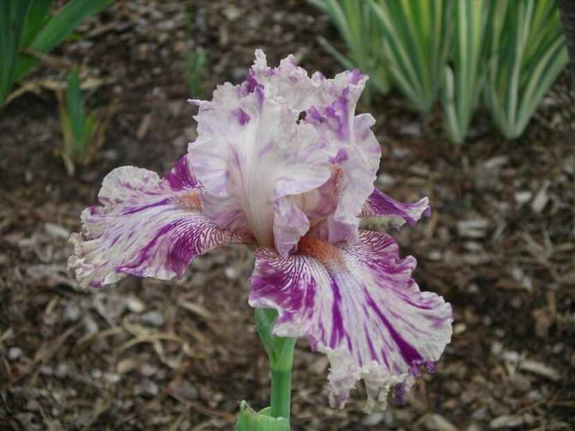 
Novelty iris 'Oasis Patches'. Ruffled pink with dark violet broken color patches; style...