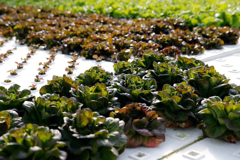 Some of the many lettuces available grown using hydroponics at Profound Microfarms in Lucas,...