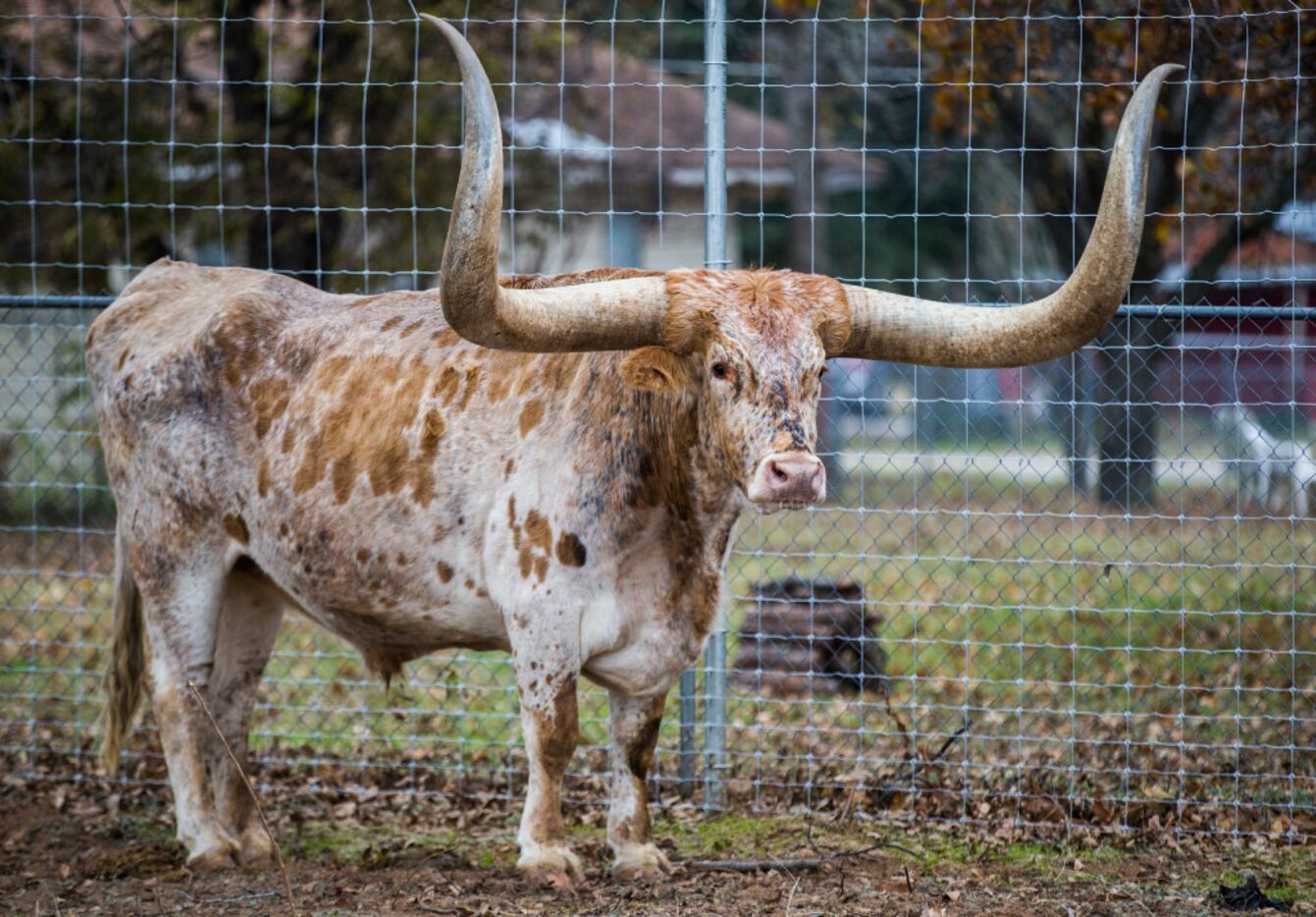 A longhorn outside a new Fuel City location on Friday, December 16, 2016 on Haltom Road in...
