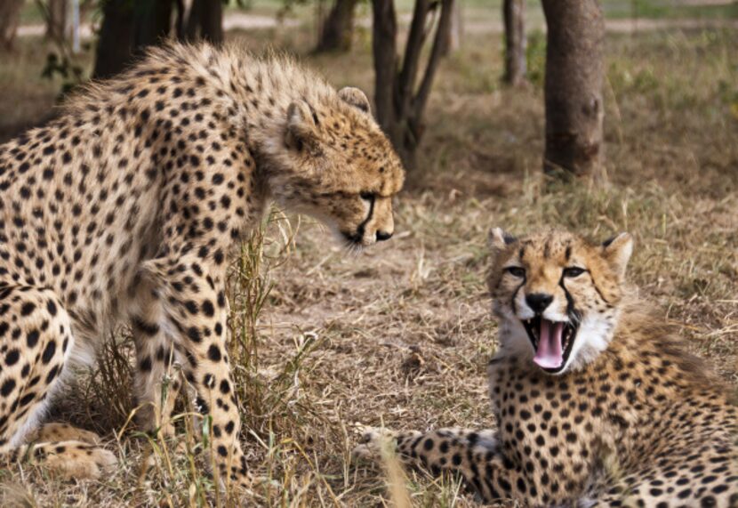 One of the HESCs core activities, cheetah conservation includes the release and...