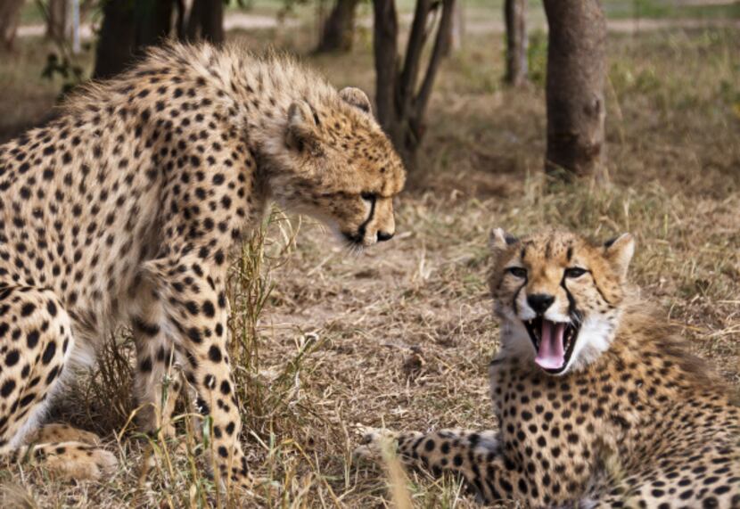 One of the HESCs core activities, cheetah conservation includes the release and...