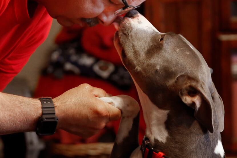 Whiskey the pit bull licks her owner Jeff Meyer at home in Mansfield.