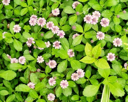 Frogfruit, a type of groundcover plant, blooming with small purple flowers