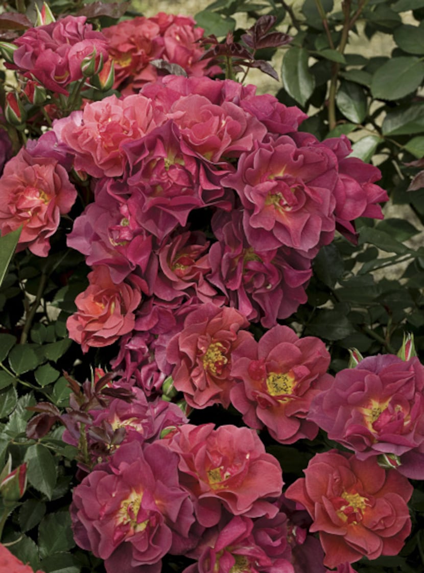 'Cinco de Mayo' is a smoke/orange/purple blend that is in bloom until the first freeze.
