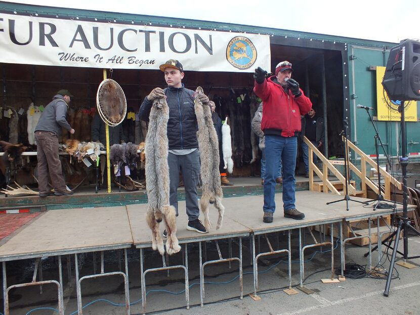 Auctioneer Clark Smith (right, in red jacket) seeks bids for two lynx pelts. Pelts from 11...