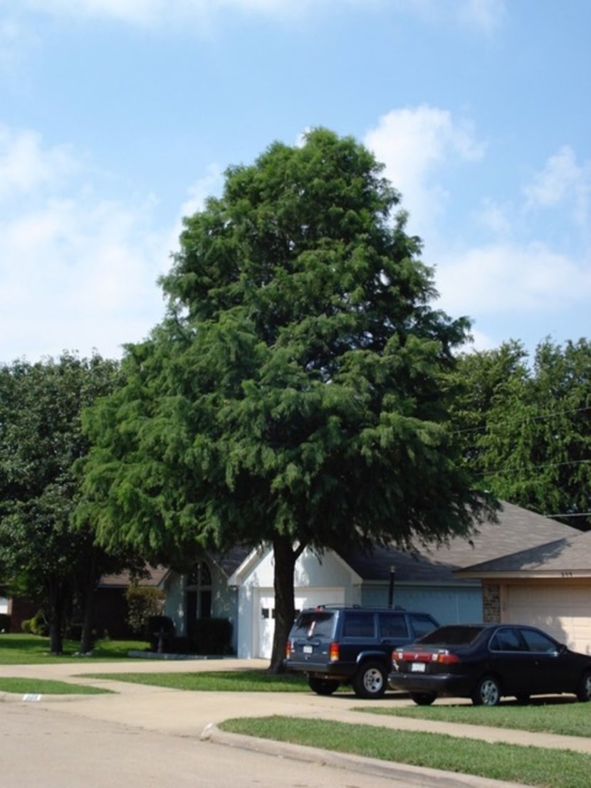 Montezuma cypress tree in Midlothian