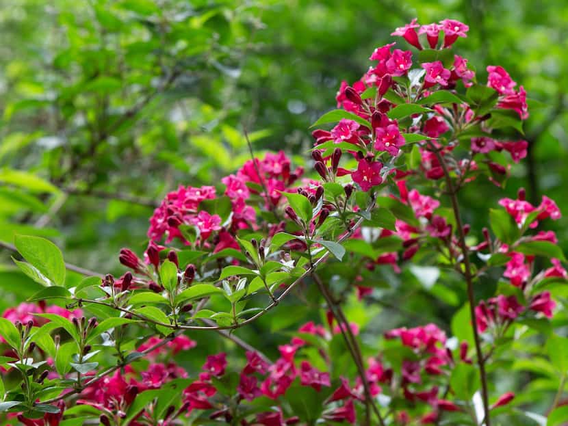 Weigela plant with dark pink flowers and green leaves