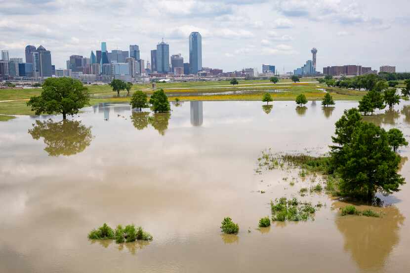The Dallas Skyline seen from a flooded Trammell Crow Park and Trinity River on Wednesday,...