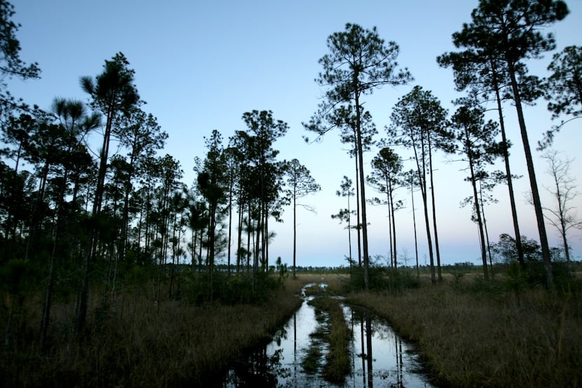 A timber trust has snapped up more than a million acres in East Texas that will be turned...
