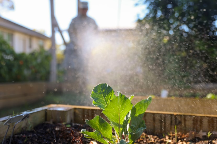 Men of Nehemiah member Ricky Zubia waters the nursery bed in the garden, on Thursday, Nov....