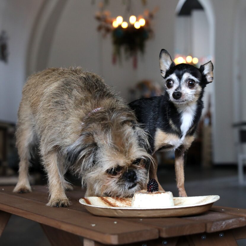 Aya, left, and Spock check out the gourmet pet food at The Pawtio on the Square.