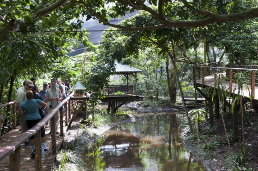Guests wander a boardwalk pathway through the Rainforest Habitat, a walk-through aviary at...
