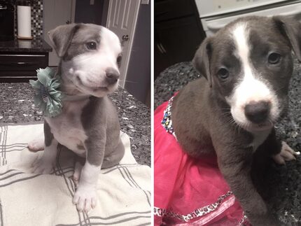 Evee and Gia, two of the six rescued puppies from Dowdy Ferry.