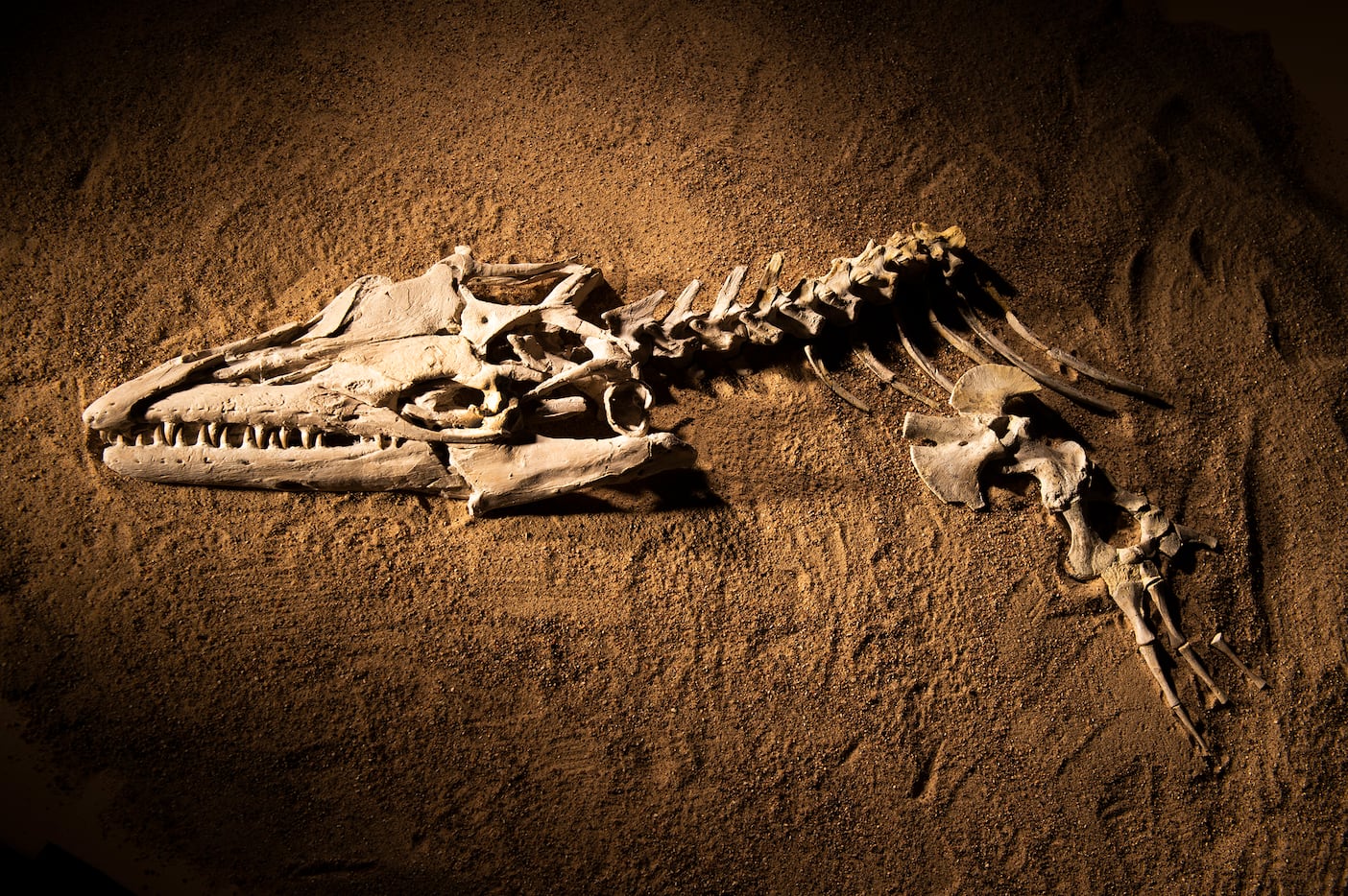The fossil skull and partial skeleton of mosasaur Angolasaurus bocagei excavated from...