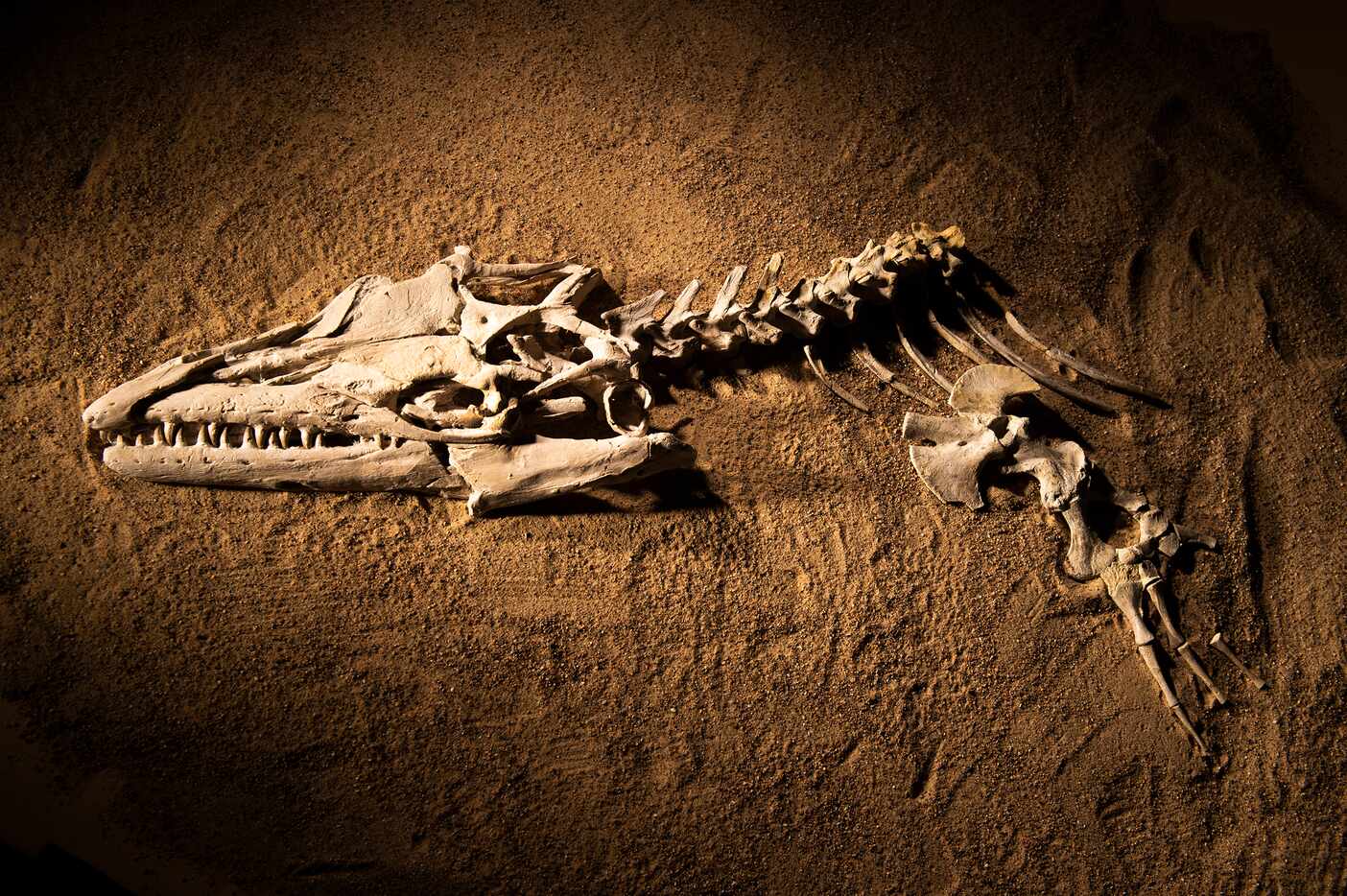 The fossil skull and partial skeleton of mosasaur Angolasaurus bocagei excavated from...