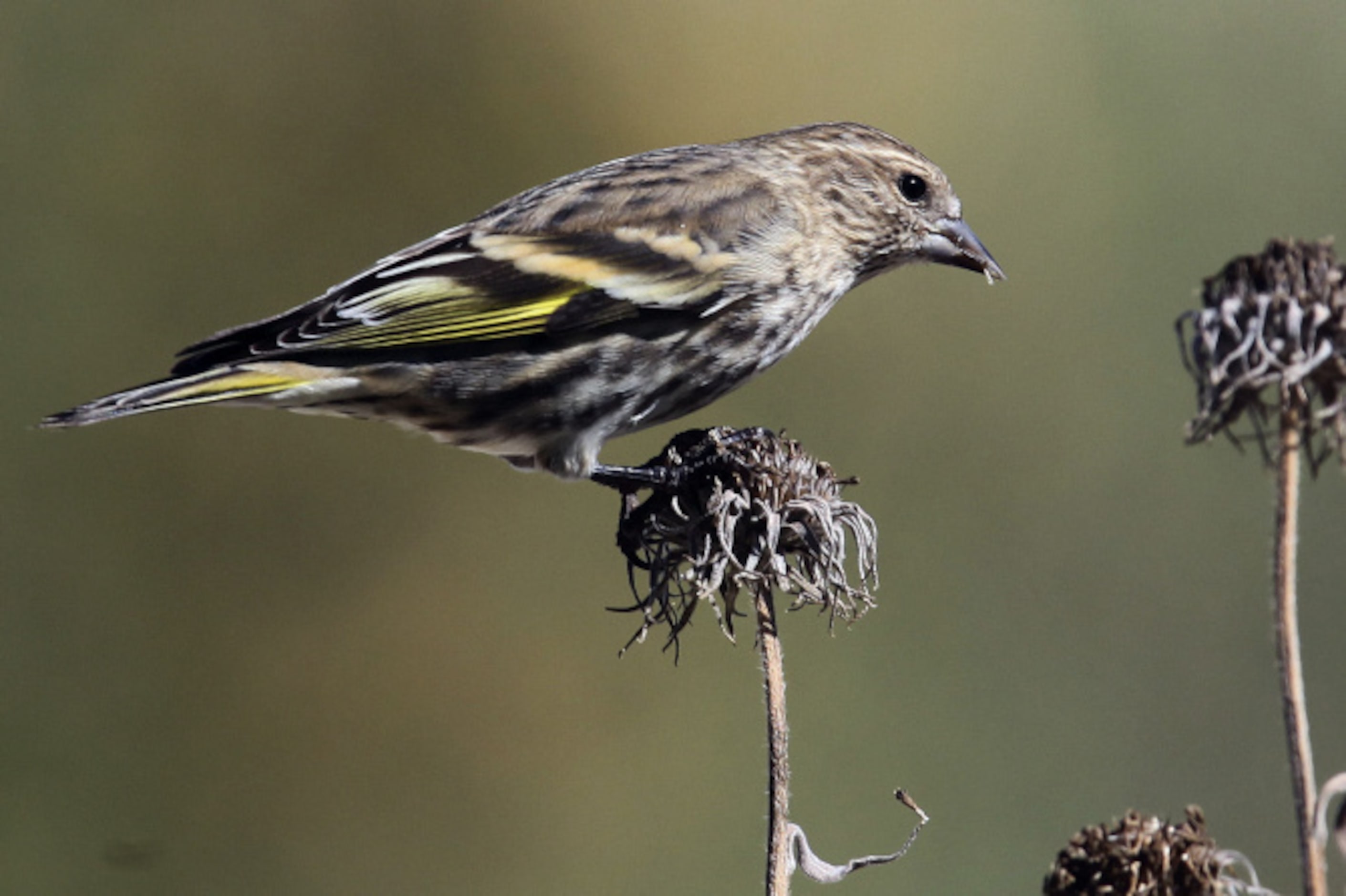 Pine Siskin, these may look like typical finches, but they'll perk the ears of many birders....