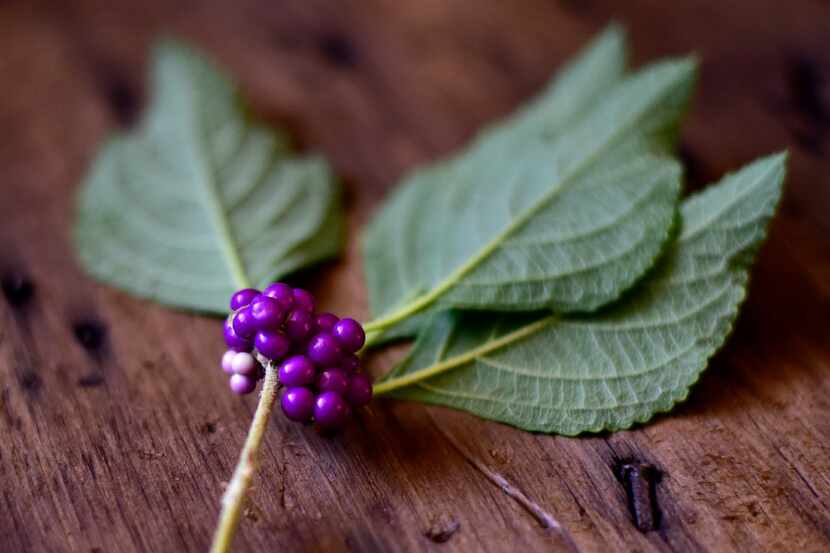 Foraged American Beautyberry