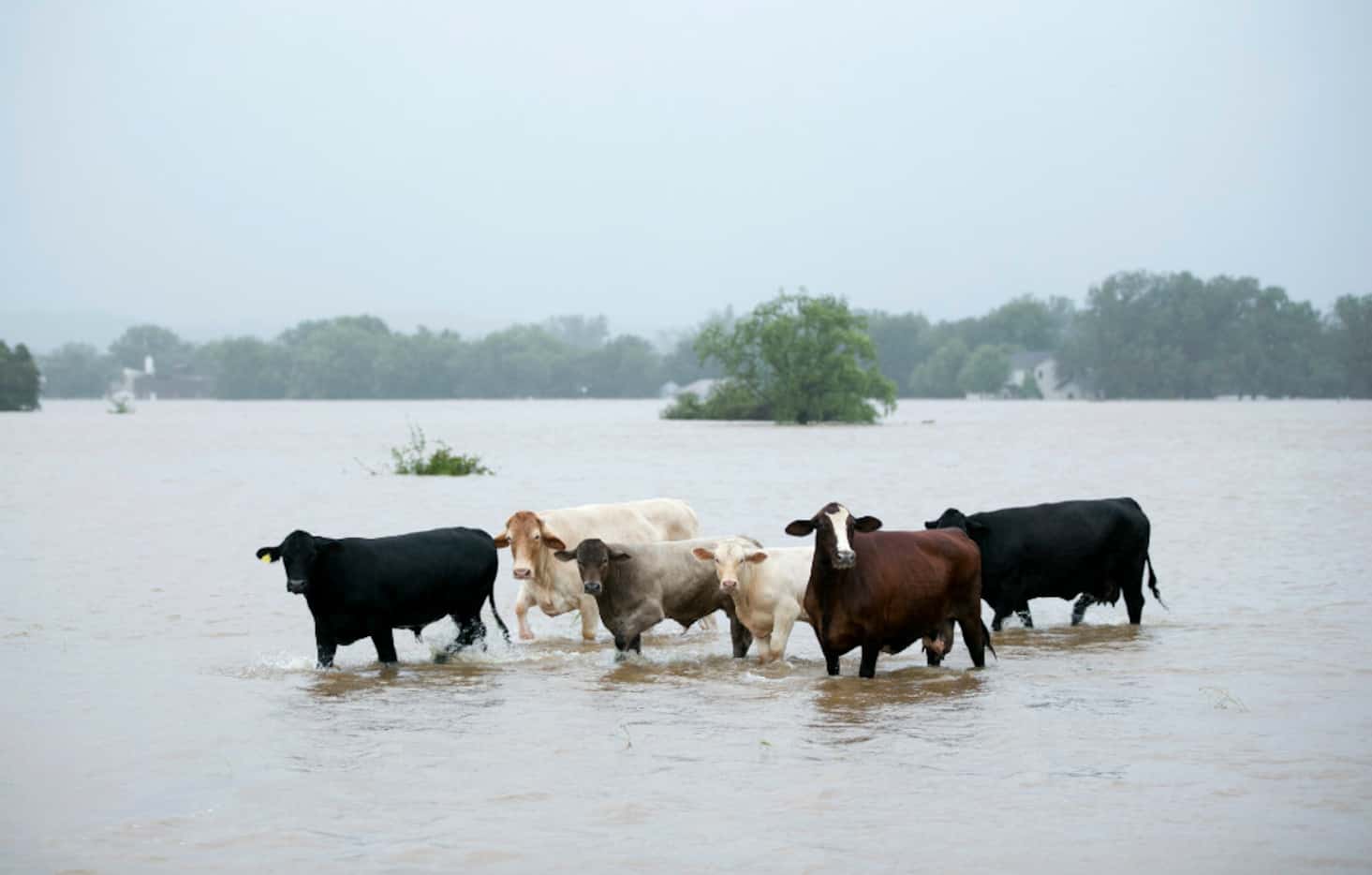 Cattle are stranded in a flooded pasture on Highway 71 in La Grange, Texas, after Hurricane...