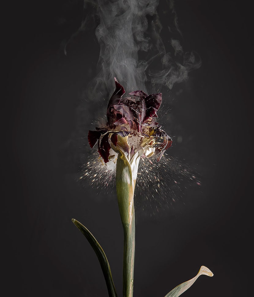 Ori Gersht, Iris Atropurpurea DO1, 2018, archival pigment print