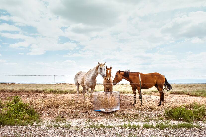 Three horses stand while inspecting a glass-enclosed tumbleweed in the Chihuahuan Desert....