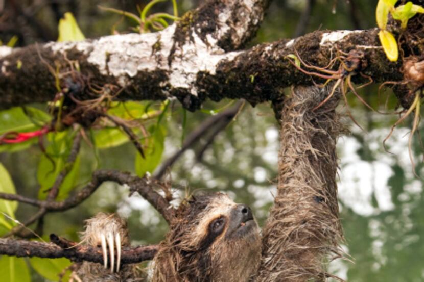 The pygmy three-toed sloth was named as one of the world’s 100 most threatened animals in...