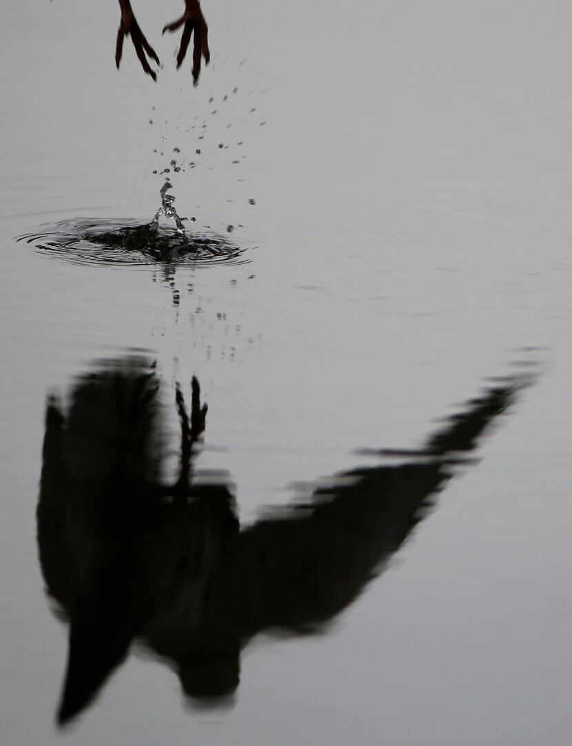 Bird Reflection in Fountain at the Winspear Opera HouseApril, 2016According to Texas Parks...