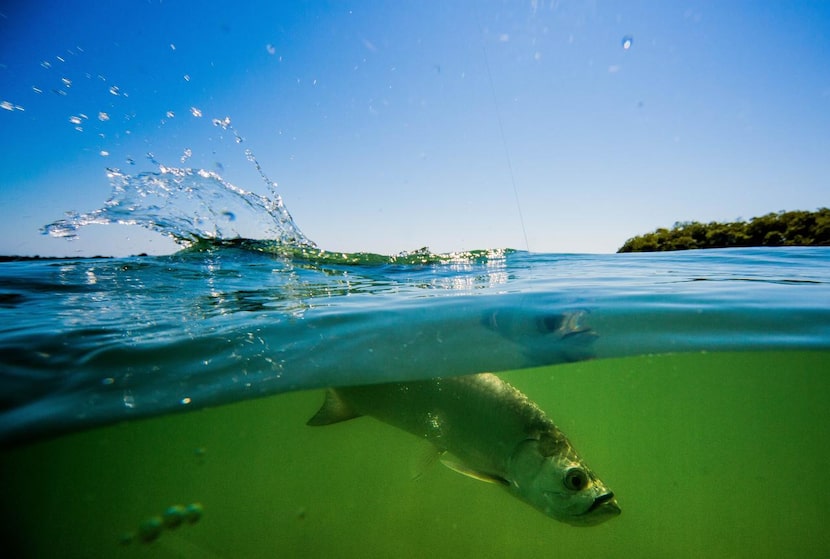 
Searching for bait. Macares throws his baitnet into the Santa Anna Bay, where his catch...