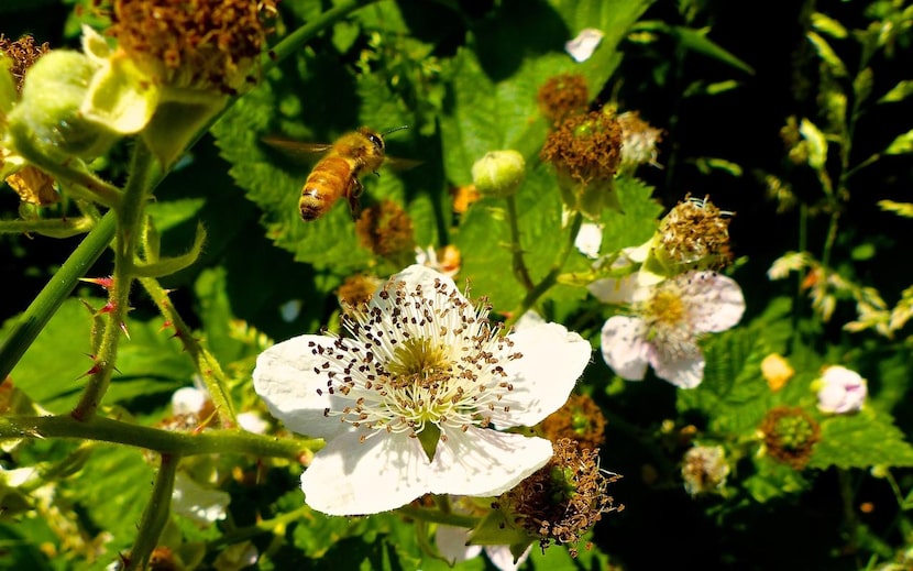 
Choose from a wide variety of plants when putting together a pocket garden that attracts...