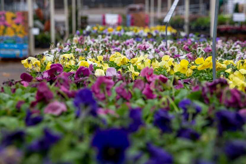 A variety of pansies at North Haven Gardens in north Dallas. The business plans to rebuild...