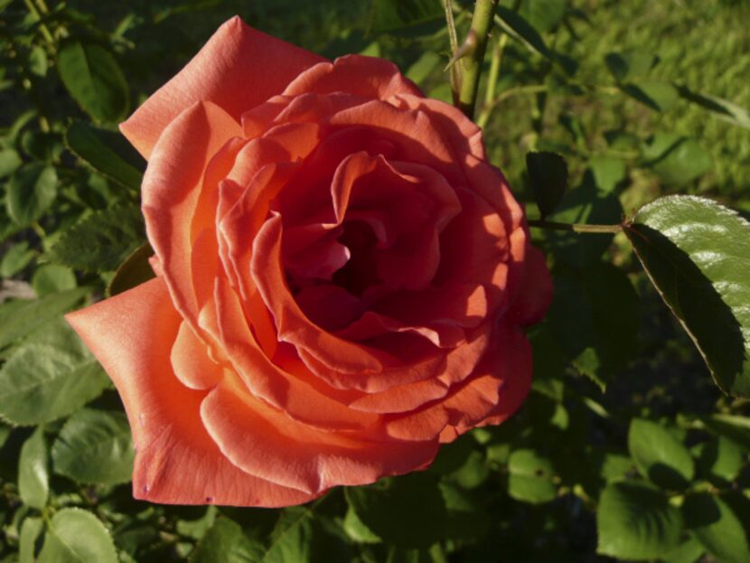 Hybrid tea rose 'Tropicana' 
