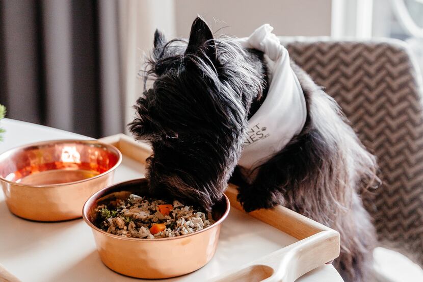 Hotel Crescent Court's pet amenity program includes a doggy menu and bowls.