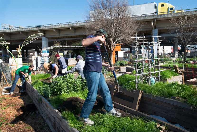 Members of Deep Ellum Urban Gardens work to remove soil from one of the raised beds.