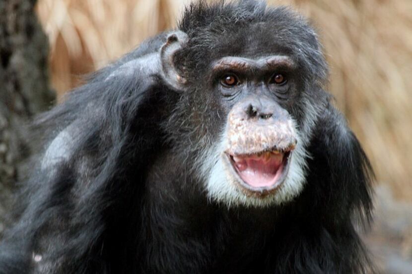 Doyle, the Dallas Zoo's oldest male chimp, died Wednesday, May 29, 2019, from age-related...
