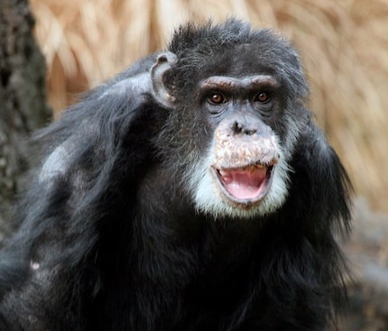 Doyle, the Dallas Zoo's oldest male chimp, died Wednesday, May 29, 2019, from age-related...