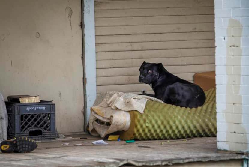 
A stray dog hung out on the porch of a vacant house on Pennsylvania Avenue in South Dallas...