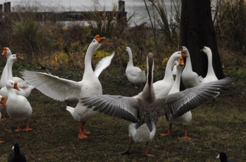 Wilbur (at left, with white wings outstretched in 2007) led a motley crew of about 30 geese...