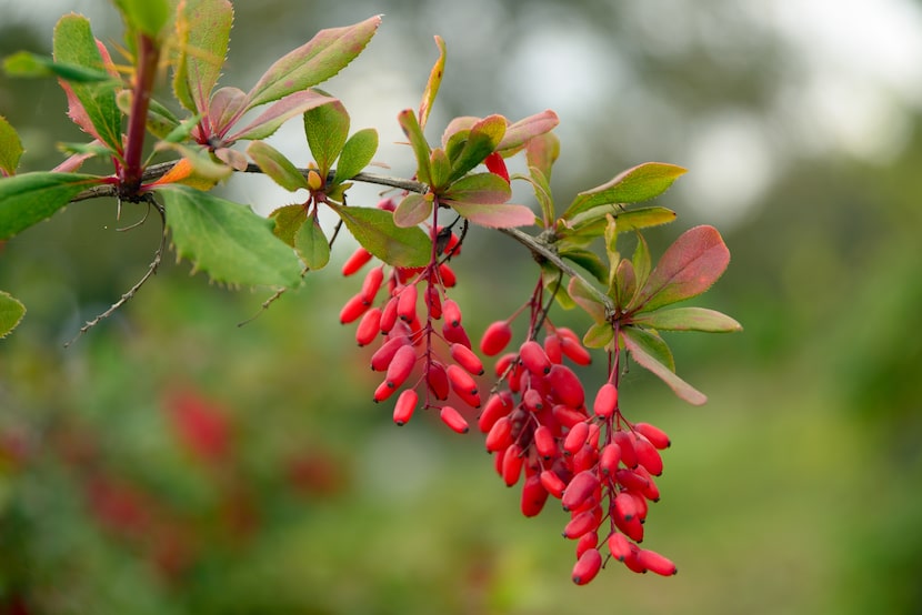 Plant with red blooms