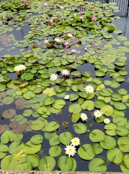 A rotating selection of water lily varieties from all over the world at the International...