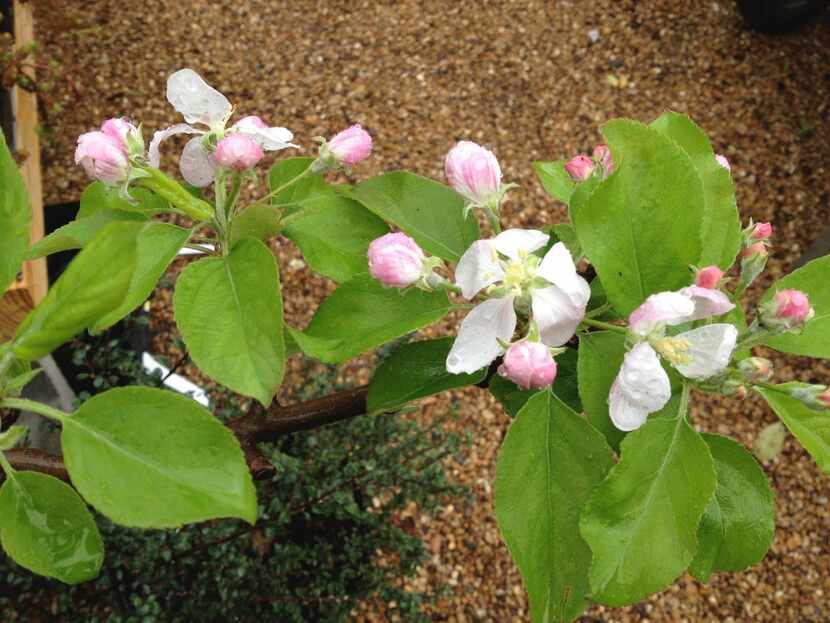 The flowers of many common fruits are edible.