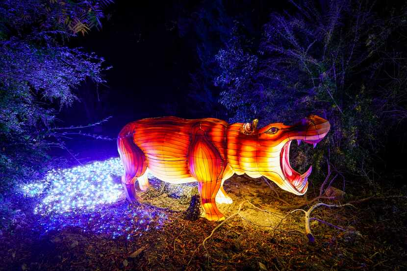 A lantern in the shape of a hippopotamus is seen along the side of the route during Dallas...