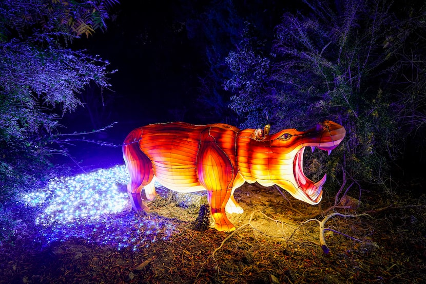 A lantern in the shape of a hippopotamus is seen along the side of the route during Dallas...