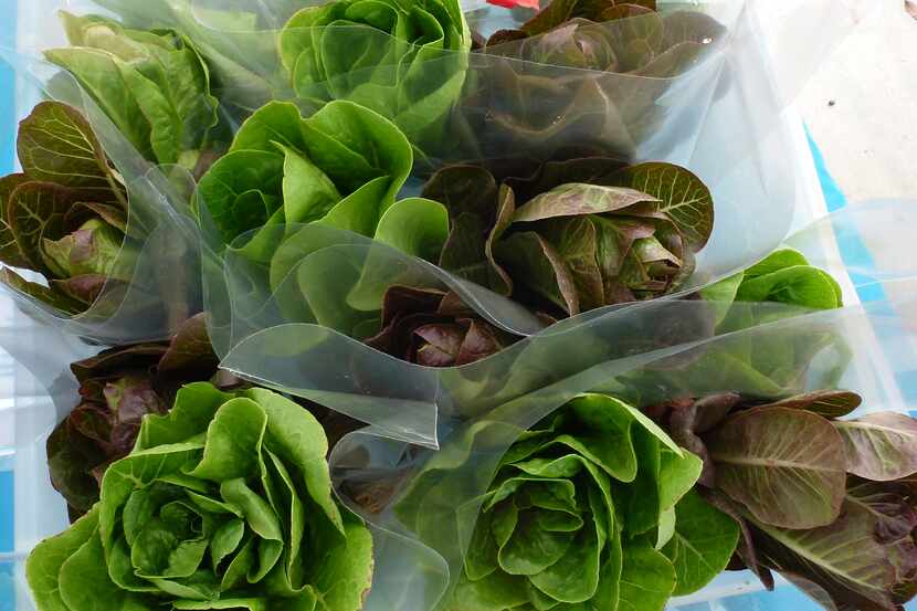 DFW Aquaponics Farms from Burleson sells it root-on baby romaine heads at Grand Prairie...