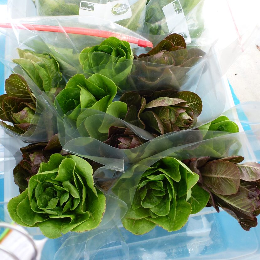 DFW Aquaponics Farms from Burleson sells it root-on baby romaine heads at Grand Prairie...